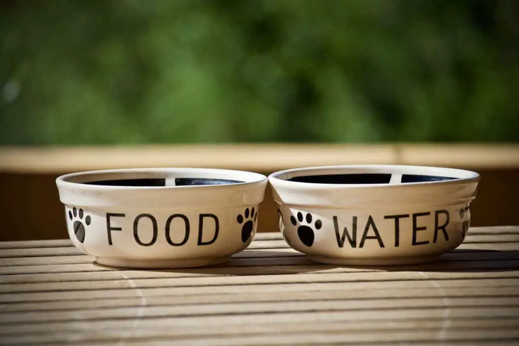 How to Choose Best Dog Raised Bowl and Dog Automatic Feeder